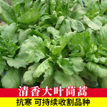 Large-leaf chrysanthemum seeds Emperor vegetables spring summer and autumn four seasons potted Daejeon vegetables seeds chrysanthemum rapeseed seed larvae Daejeon