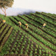 Scenic Farmland, Simulated Pastoral Grass Model, Grass Tufts, Landscape, Static Architectural Sand Table Materials, DIY Handicrafts