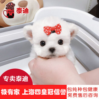 Looking for angel purebred tea cup dog teddy puppies, puppies, poodles Pet living, puppy dog living bodies