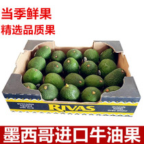 Mexican avocado avocado fresh fruit seasonal imported original avocado whole box large fruit
