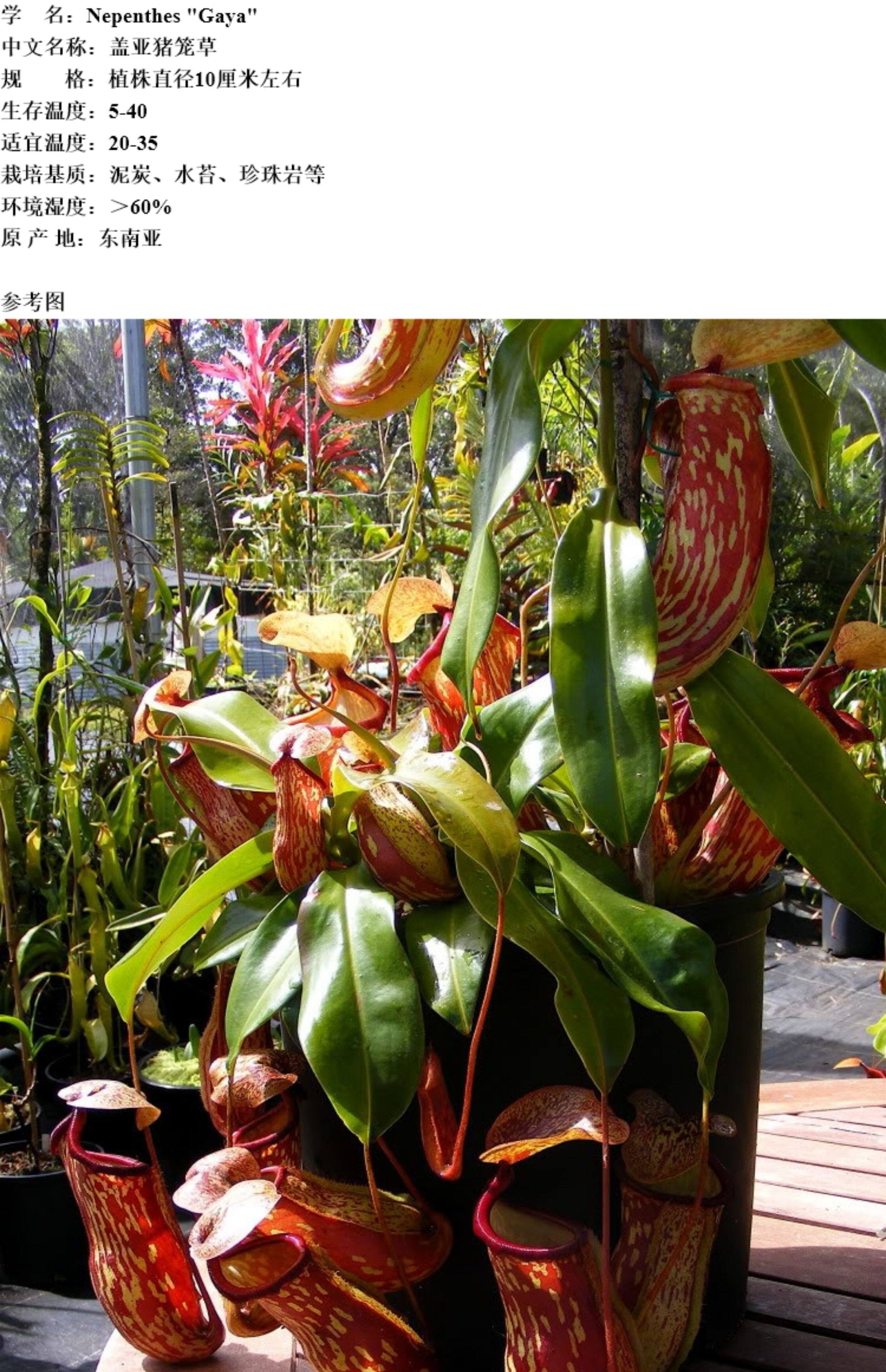 насекомоядное растение 【盖亚猪笼草】特大食虫植物驱蚊草食虫草食人花驱蚊草绿植盆栽
