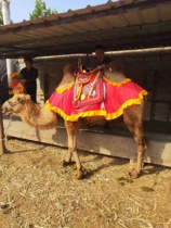 Special camel saddle for scenic spots camel saddle for scenic spots camel clothing fabric camel saddle