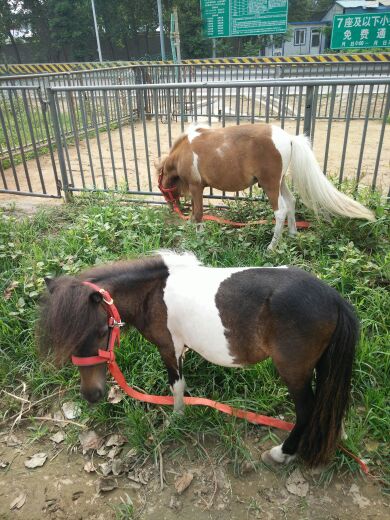 Pure - bred Setland Short Horse Price Shandong Ranch