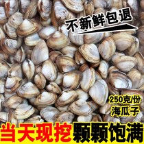 Lianyungang specialty seafood shellfish fresh sea melon seeds sea sand small clams White melon seeds high quality wild