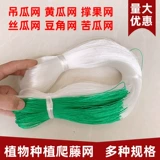 Растение карабля виноградного растения, посаженная на посадку, огурца огурца огурцы огурцы огурца горькая тыква висящая дыня луновая дыня пайксианская фруктовая крошка. Сеть сельскохозяйственное использование