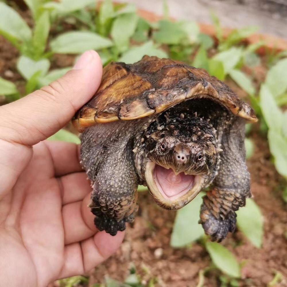 正宗纯佛宠物龟凶猛小乌龟活体?别被“鳄鱼龟”骗了!真相在这里-龟-淘宝百科网