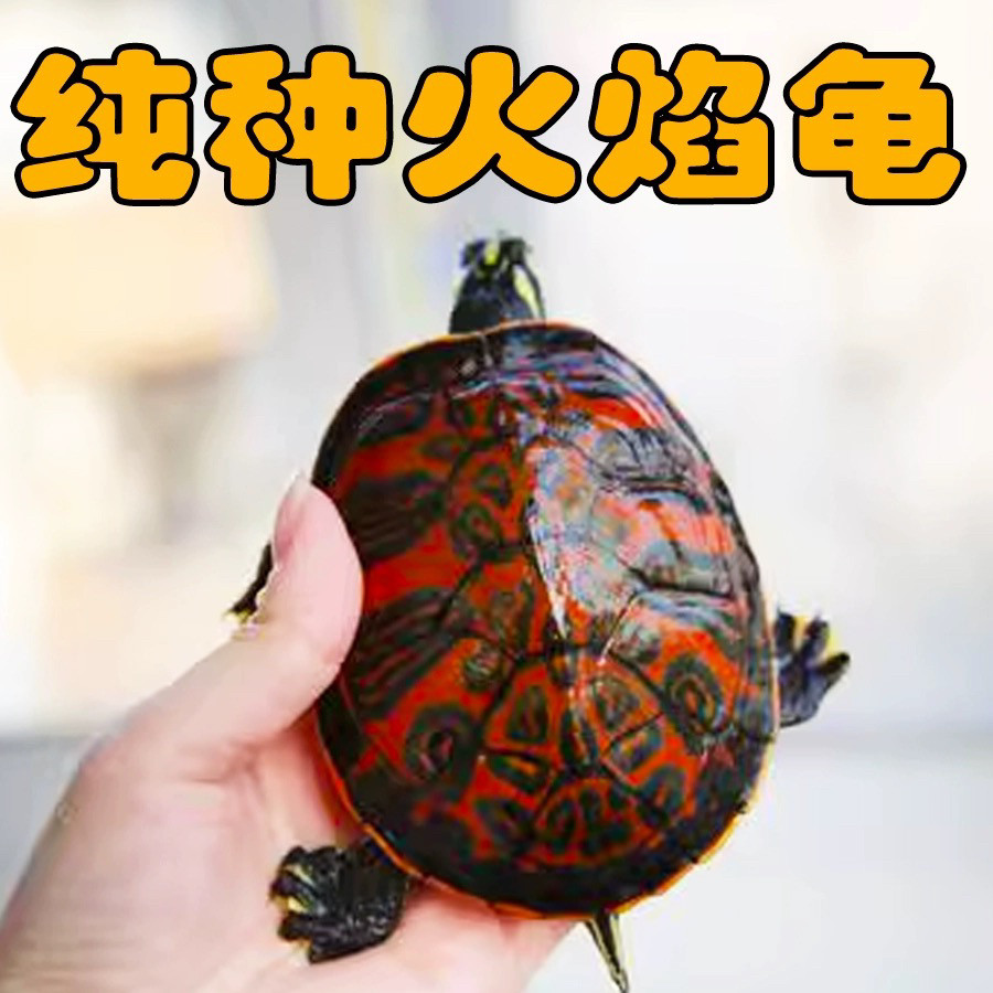 火焰龟活物小乌龟红腹宽纹火焰龟苗深水观赏龟宠物龟推荐|招财龟的颜值与实用兼具!-龟-淘宝好物网