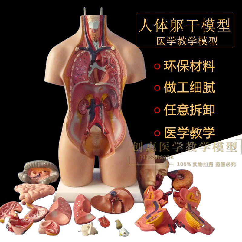 45CM两性躯干内脏解剖模型 可拆分19件适合14岁以上教学使用
