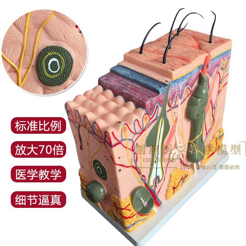 放大版立体人体皮肤组织结构解剖模型微创皮肤美容整形教学