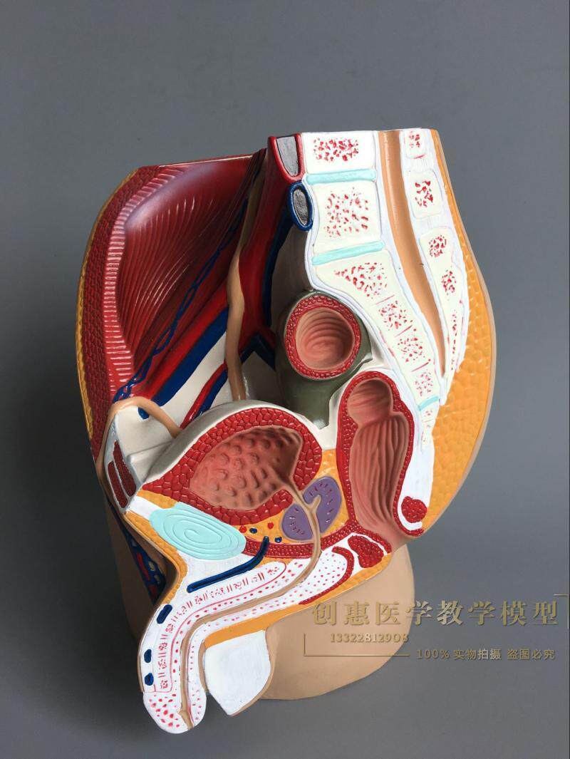 正品男性生殖泌尿系统模型男科盆腔解剖结构模型前列腺矢状模型