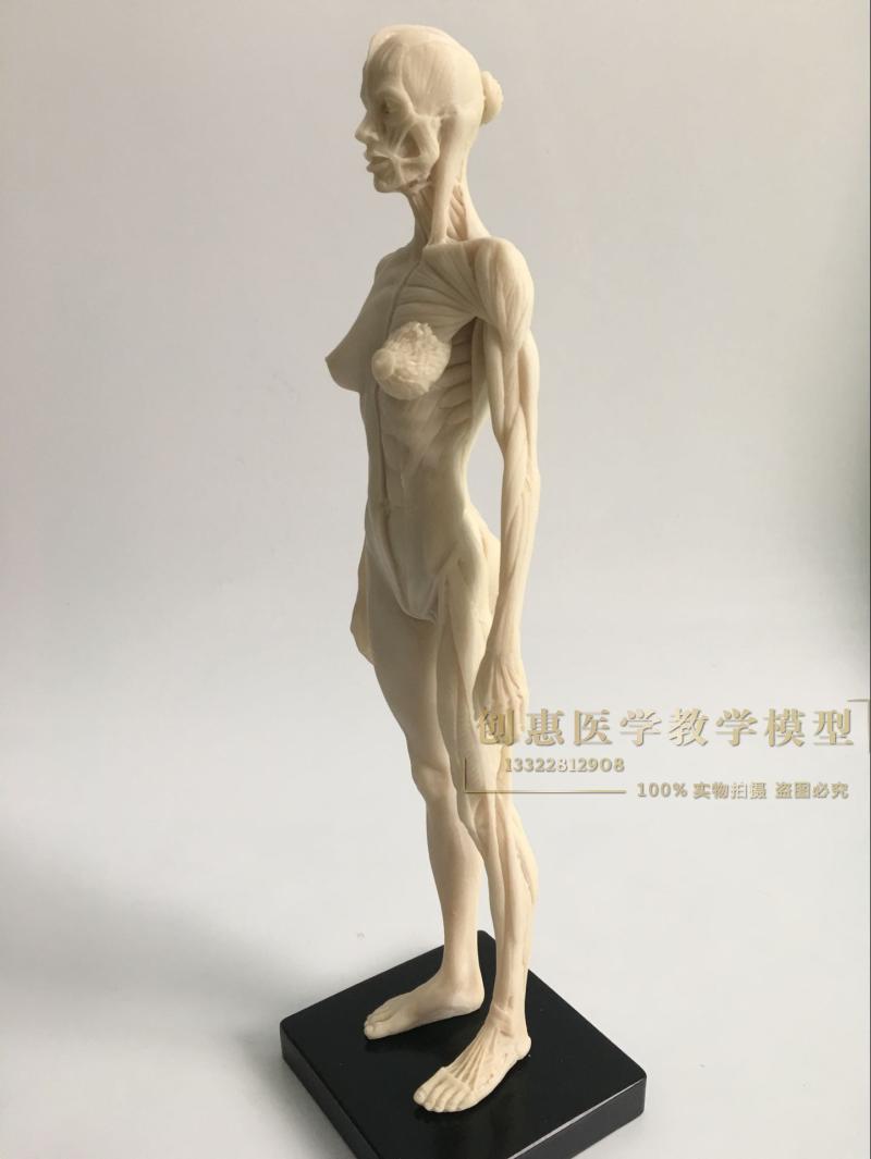 30cm医用雕塑绘画CG参考头骨结构 白胚人体肌肉骨骼解剖模型美术
