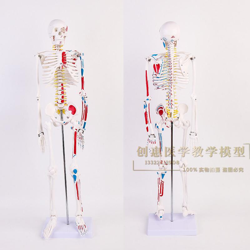 美术艺用医学标准85CM人体骨骼模型椎键盘骨骼骨架教学模型