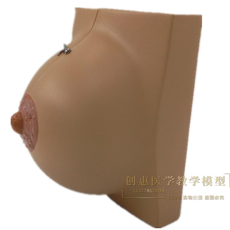 正品医学女性静止期乳房模型 乳腺解剖丰胸美容妇产科教学
