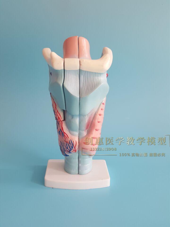 喉解剖模型喉头喉部发音结构功能放大耳鼻喉科教学模型医学包邮