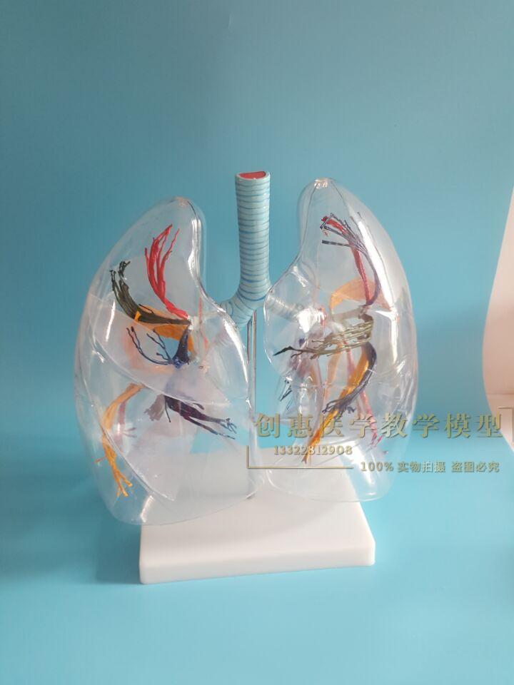 透明肺段模型 人体支气管树 肺段 肺叶肺解剖模型实拍 包邮