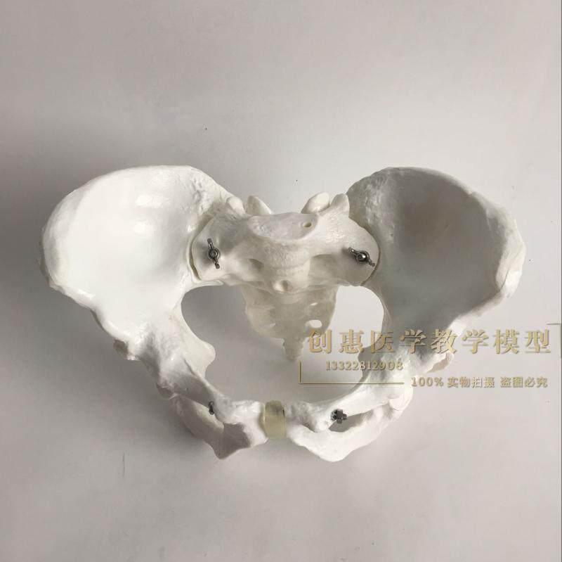 包邮 1比1女性骨盆模型 髂骨坐骨耻骨演示模型 盆骨 医用骨骼模型