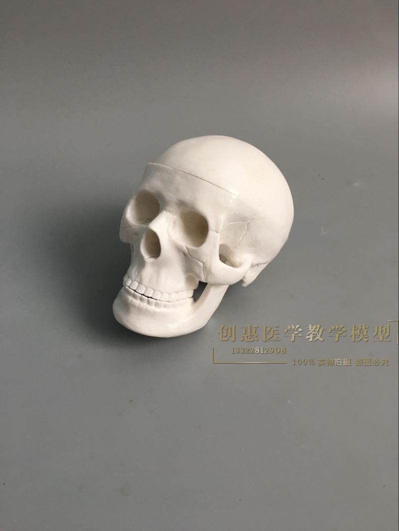 头骨模型头颅骨模型骷髅头模型人体骨骼脊柱模型 医用艺用美术