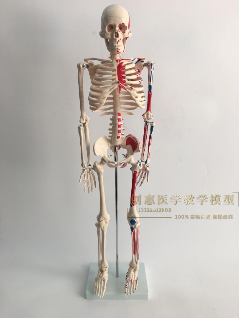 正品医学85CM人体骨骼模型神经肌肉起止骨架小针刀脊柱模型