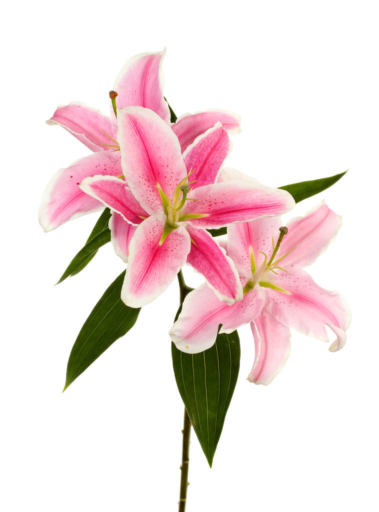 长效丝印香味油墨 感香油墨 按压摩擦生香 DIY画册礼品香味贴纸