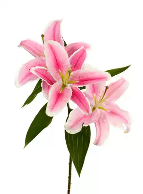 Long-lasting screen printing fragrance ink sense fragrance ink press friction raw fragrance DIY album gift fragrance sticker