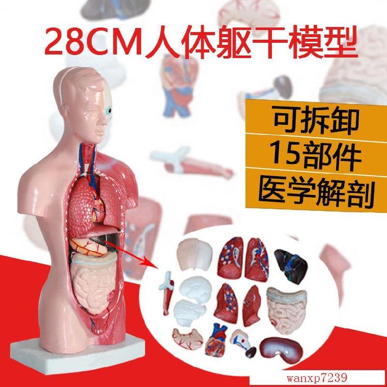 Lungs, limbs, female kidneys, spleen, human torso model, children's anatomical structure diagram, internal organs, human body, firm structure