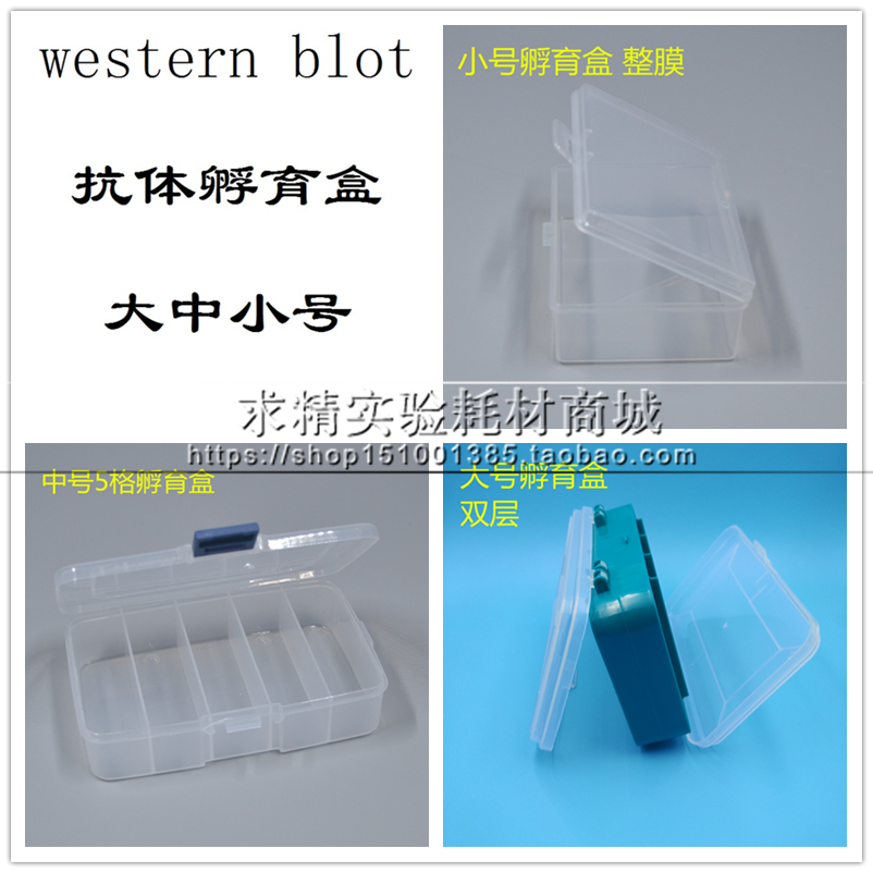 western blot抗体孵育盒 wb抗体孵育 免疫组化湿盒大中小号齐全