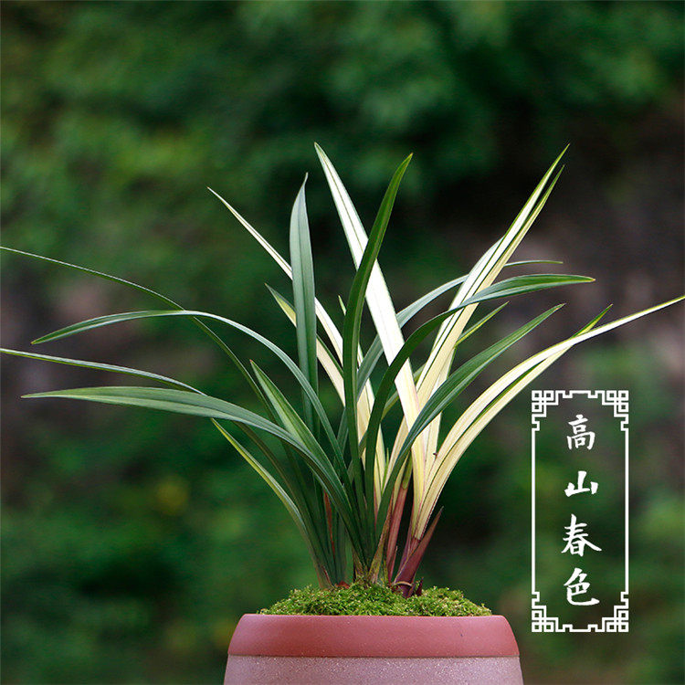 Детали весенних пейзажей гор - (3) .jpg