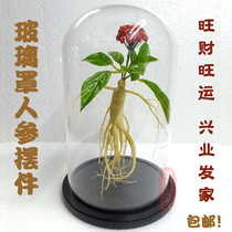 Glass cover ginseng pendulum Chinese herbal medicine shop display handicraft shop window display decoration shooting props