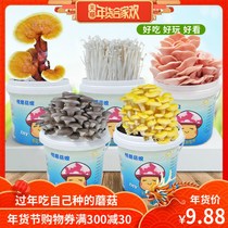 Pleurotus ostreatus Mushroom Mushroom Mushroom mushroom package mushroom planting mushroom package