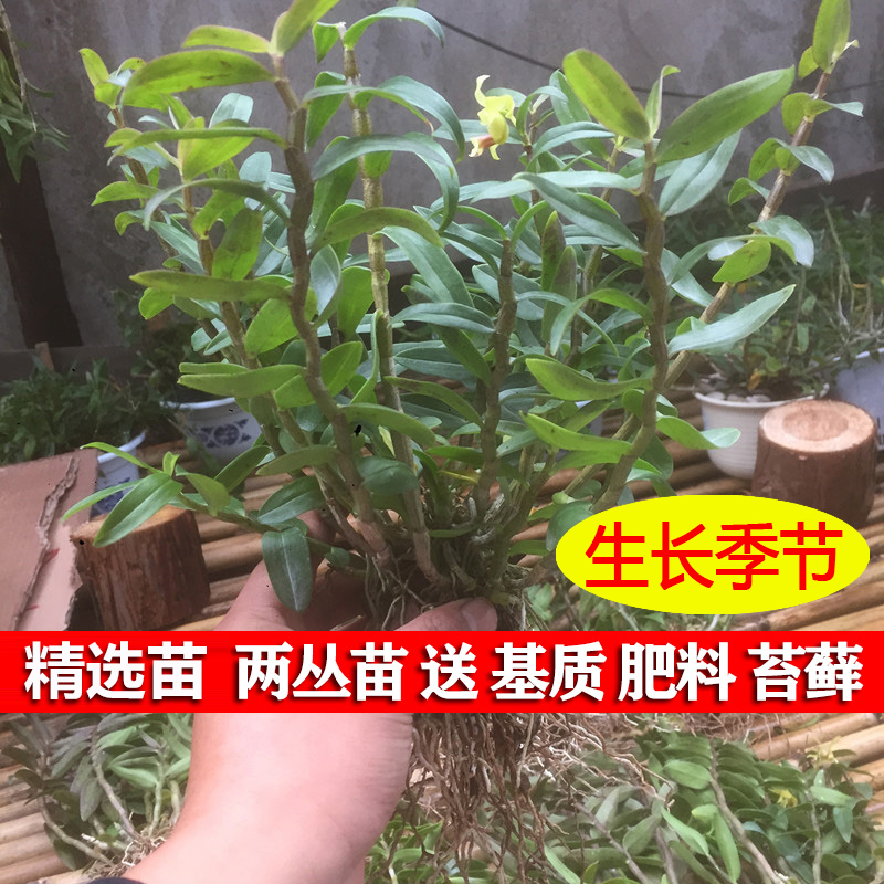 Dendrobium candidum three-year seedlings 10-15 plants (2 clumps) planted in the wild edible non-superior dendrobium potted plant