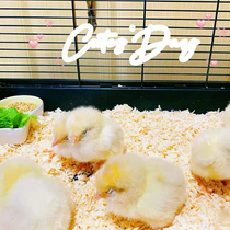 Childrens pet cute little yellow chicken little chicken boy net red good feed body to accompany the growth of chicken seedlings live life