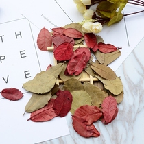 1 piece of natural leaves 4g dried leaves retro shooting props photo background with dried flower photography ornaments