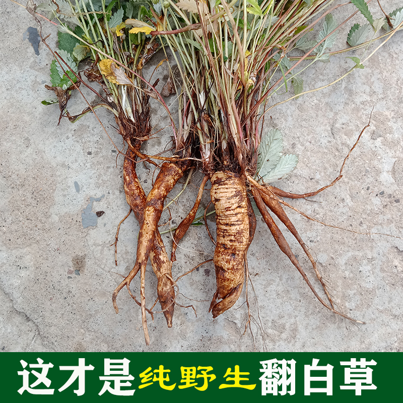 Rural pure wild white grass blood sugar Chinese herbal medicine whole root whole fresh natural sun dried 500g