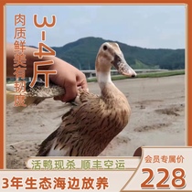 Sea duck duck meat whole duck ecologically free-range seaside 3-year-old duck 3-4 pounds freshly killed SF air-shipped teal