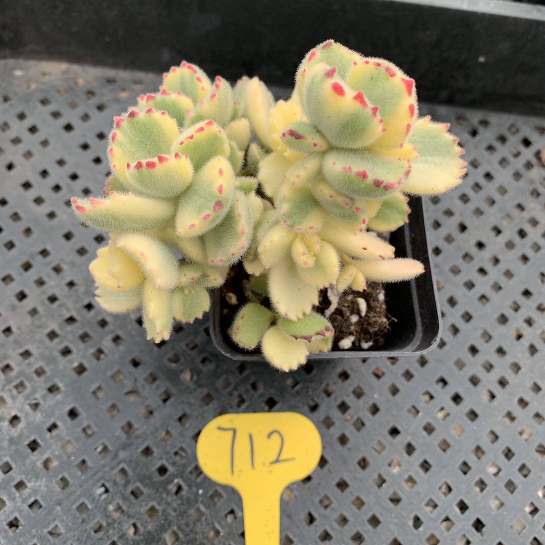 在安圭拉怎么购买白熊多肉植物熊童子白锦韩国进口一物一拍贵货群生老桩满38包邮 Herobuy淘宝集运