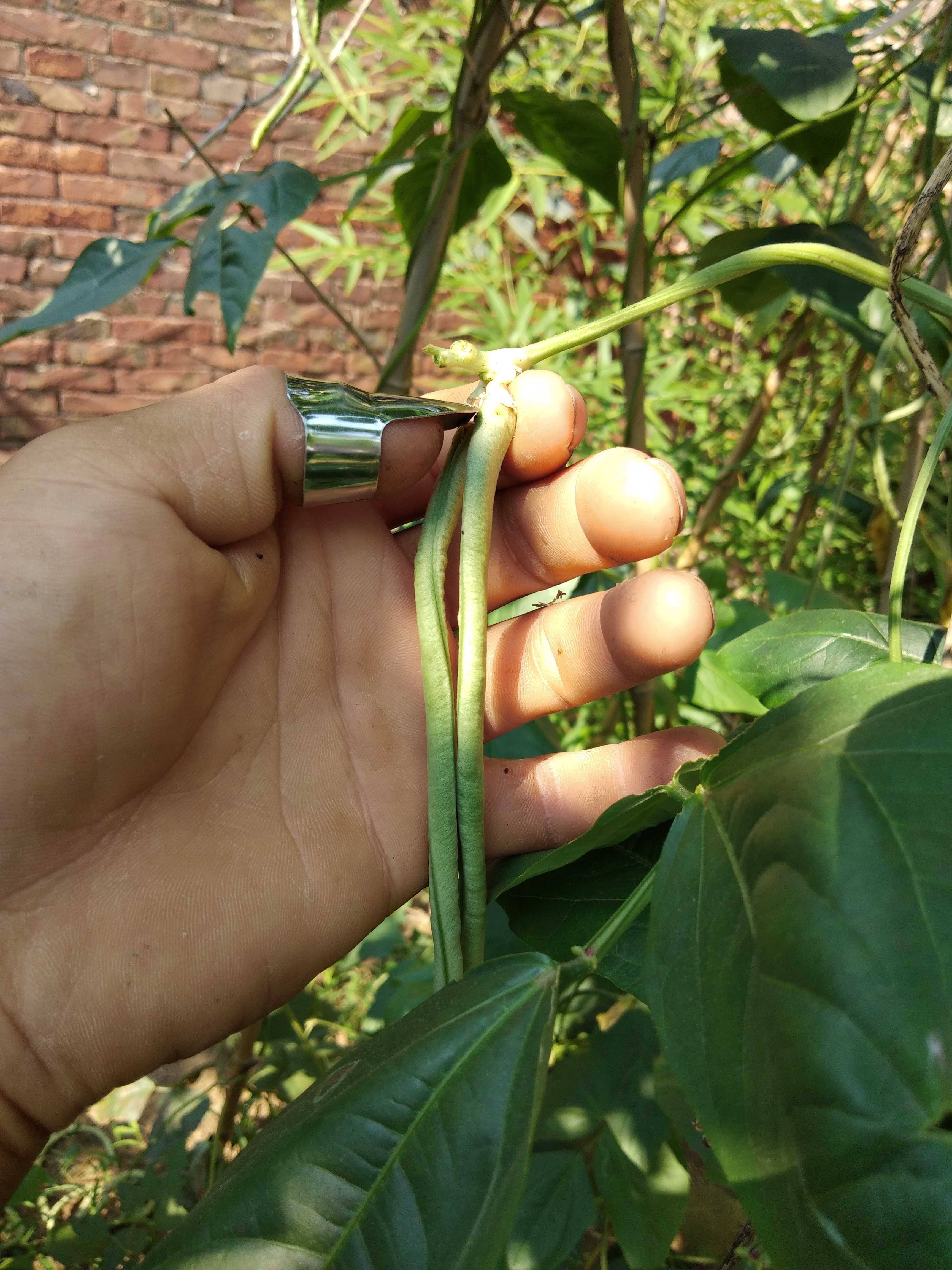 Vegetable greenhouse picking tool pepper picking beans iron nails stainless steel nail sets pinch beard picking artifact