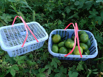 5 kg 6 kg 8 kg 10 kg 12 kg Orange basket Orange basket Sugar orange Chestnut fig Plum loquat