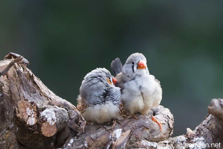珍珠鳥好養嗎 珍珠鳥飼養技巧 淘寶海外