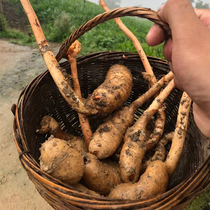 Shennongjia Alpine premium wild Tianma pure natural winter hemp stew soup can be sliced and powdered 100g