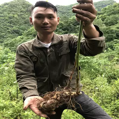 Selected wild Polygonatum Chinese herbal medicines full dry goods non-nine steamed nine sun-dried tonic tea brewing wine 500g