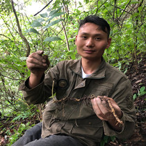 Shennongjia wild Yuzhu jade ginseng can be used with Mai Dong Yuzhu sand ginseng soup Dry premium selection 500g