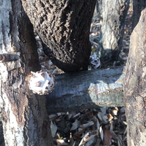 Shennongjia premium Basswood flower mushroom Wild mushroom dried Shiitake mushroom thick smooth tender local dried goods 250g