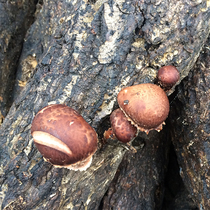 On the tip of the tongue of China 2 Shennongjia log wild Shiitake mushrooms dry shiitake mushrooms super delicious new goods 500g