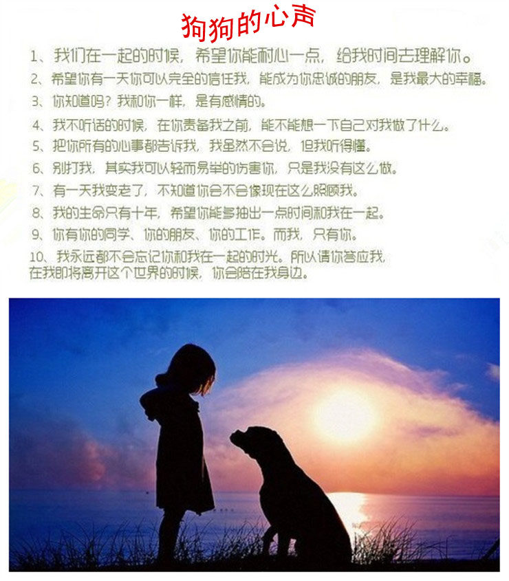 买纯种藏獒犬签订质保协议 纯种保终身 可送货可上门
