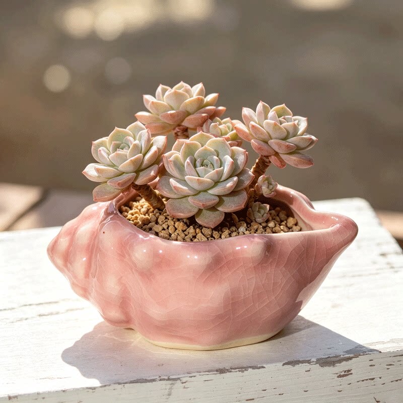 Ceramic Creative Conch Flower Pot Macaron Ins-Style Personalized Cluster Succulent Plant Desktop Decoration Planter