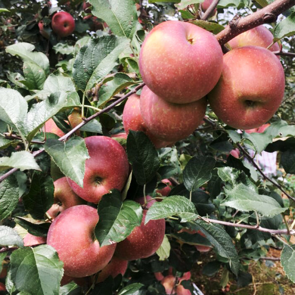 野竹林 陕西红富士 丑苹果 8斤 双重优惠折后￥21.9包邮（￥26.9-5）