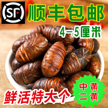 Northeast specialty wild Tussah pupa live silkworm pupa 2021 large cocoon pupa 500g fresh large silkworm pupa Shunfeng 2 pounds