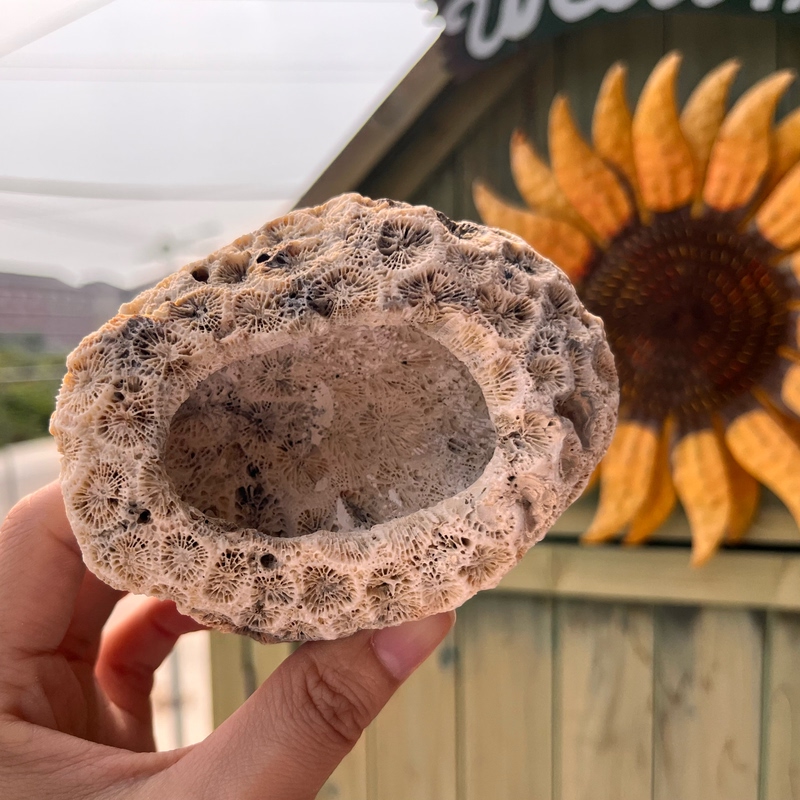 Coral Bone Aquarium Landscaping Hideout for Fish and Shrimp, Small Aquarium Decoration, Landscaping Carpet, Sea Anemone Hideout, Pure Natural