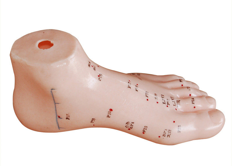 足针灸模型13cm