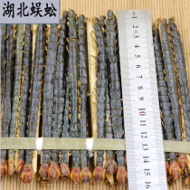 Chinese herbal medicine centipede Hubei red head dried Wen 10 pieces of whole 15cm large centipede wine for sale